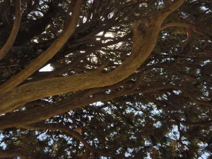 Deep Relaxation Sound Journey – Reset Your Nervous System