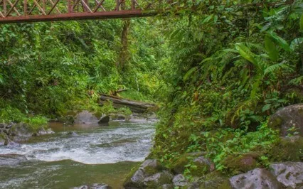 Deep Relaxation Visualisation (Rainforest)