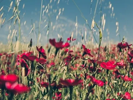Deep Relaxation With Chimes, Crickets & Gentle Rain