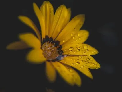 Deep Relaxation With Koshi Earth Chimes & Rain 432Hz