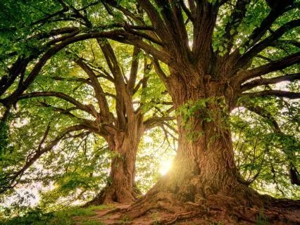 Deep Reset: EFT For Perfectionist Procrastination