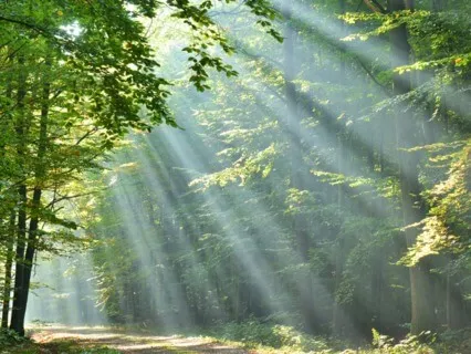 Deep Rest - Ambient Forest & Crystal Singing Bowls