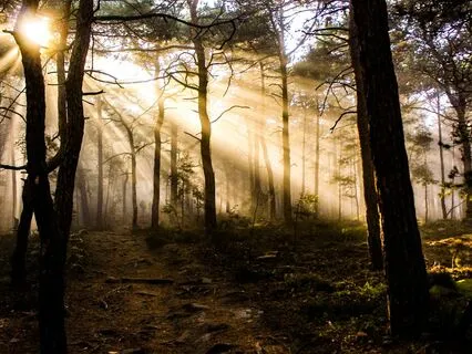 Deep Rest Body Scan + Nidra + Forest Visualization