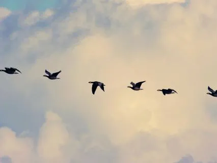 Deep Rest | Bowls, Wind, Birds