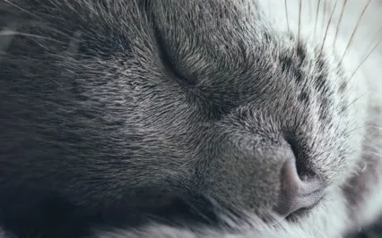 Deep Rest For A Busy Mind Sleep Meditation