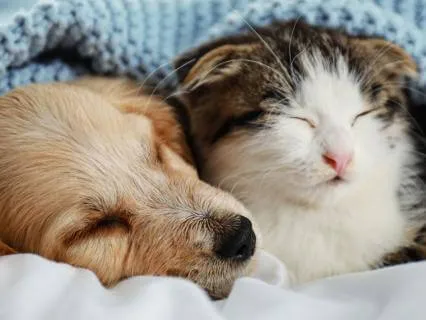 Deep Rest for Pets & People | Deep Relaxation Part 7
