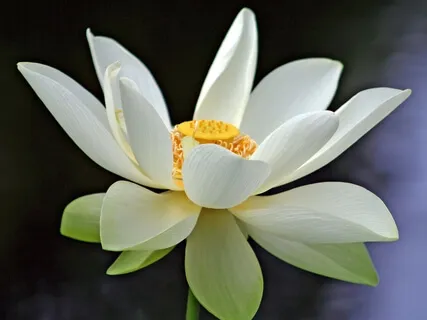 Deep Rest Guided Meditation