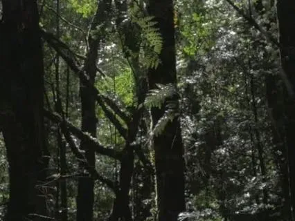 Deep Rest Healing Sleep