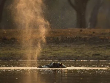 Deep Rest & Healing With The Spirit Of Hippopotamus