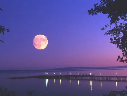 Deep Rest & Renewal: Guided Yoga Nidra For Total Relaxation