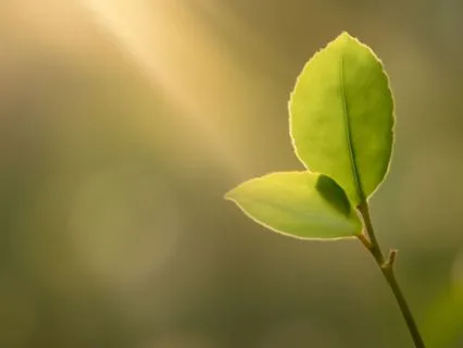 Deep Rest & Sankalpa – A 60-Minute Yoga Nidra Journey