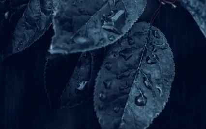 Deep Rest | Soft Rain & Binaural Beats For Calmness