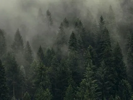 Deep Rest Yoga Nidra | Calm Anxiety With Gentle Bird Songs