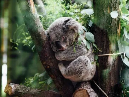 Deep Rest Yoga Nidra