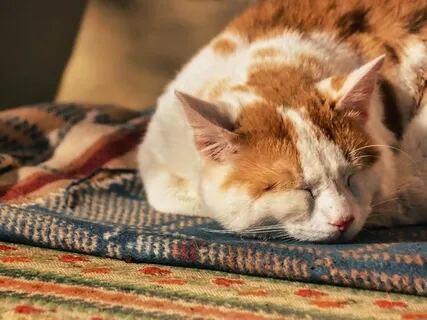 Deep Restorative Sleep Meditation: Full Serenity Recharge