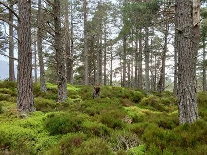 Deep Roots: A Grounding Breath (With Music)