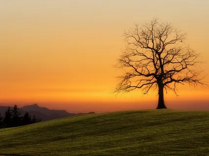 Deep Roots: A Grounding Guided Practice