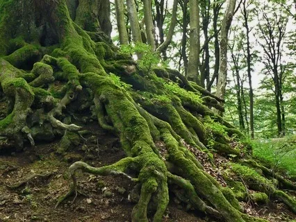 Deep Roots Grounding Meditation