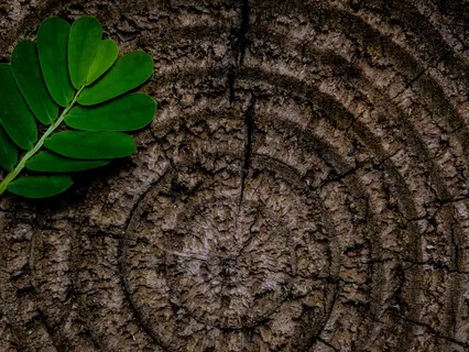 Deep Roots Meditation