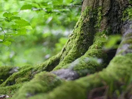 Deep Roots, Steady Heart