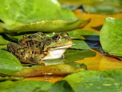 Deep Self Sitting Meditation