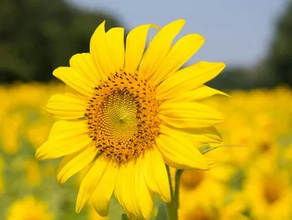 Deep Self-Worth (With Introduction)