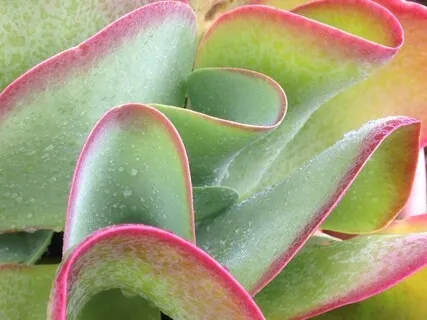 Deep Sensory Body Scan