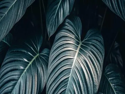 Deep Sleep – 1.5Hz Delta Waves