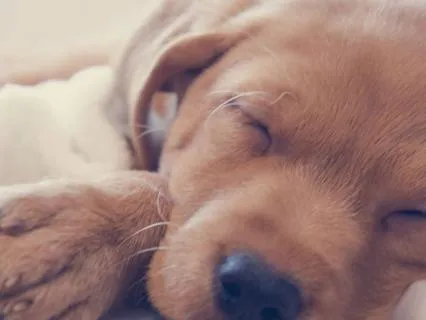 Deep Sleep — 432 Hz With Delta Waves