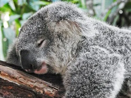 Deep Sleep Ambient Cello+Nightingbird 30 Minutes