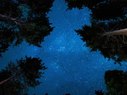 Deep Sleep Calm Night Insects & Relaxing Music