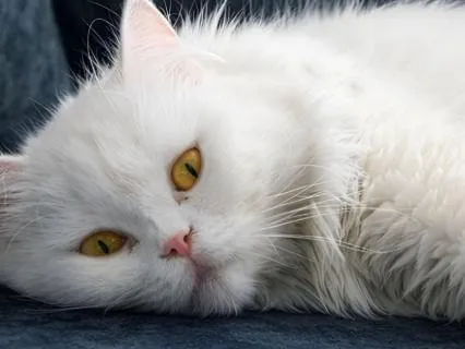 Deep Sleep: Cat Purring