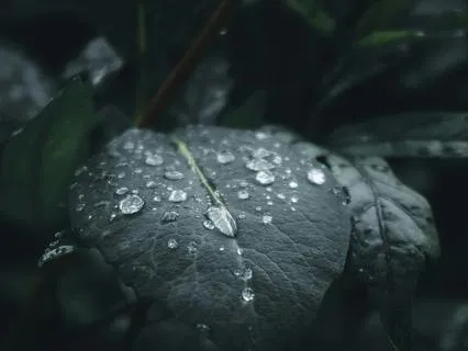 Deep Sleep Deep Sleep Rain