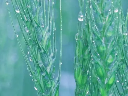 Fall Asleep To Soft Rain: Calm Music For Deep Rest