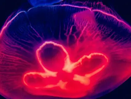 Deep Sleep, Delta Waves, Melatonin Release