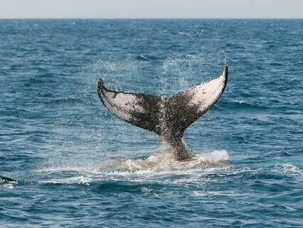 Deep Sleep: Dreamy Sitar And Whale Song 3 Hours