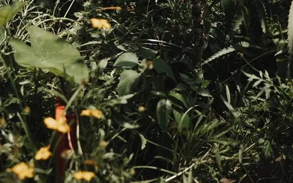 Deep Sleep - Experience Healing