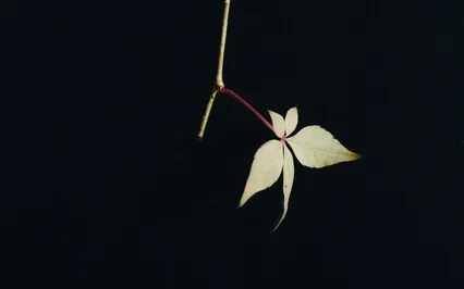 Deep Sleep For Relaxation And Peace 