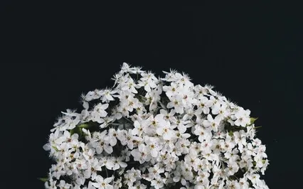 Deep Sleep For Your Relaxing Night