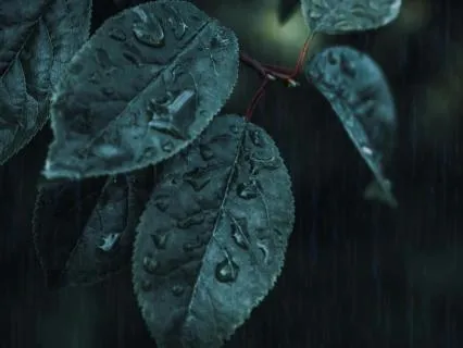 Deep Sleep Forest Rain & Ambient (12 Hours)