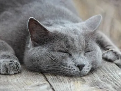 Deep Sleep Relaxation