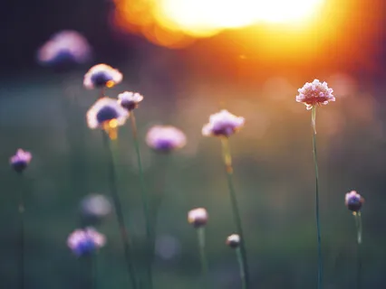 Deep Sleep - Healing Feels