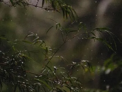 Deep Sleep In Rain