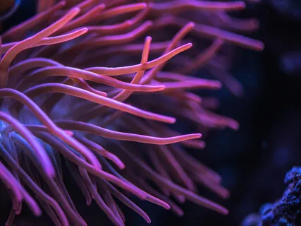 Deep Sleep - Light Being