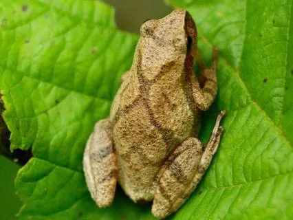 Deep Sleep Lullaby | 4 Hours Of Spring Peepers