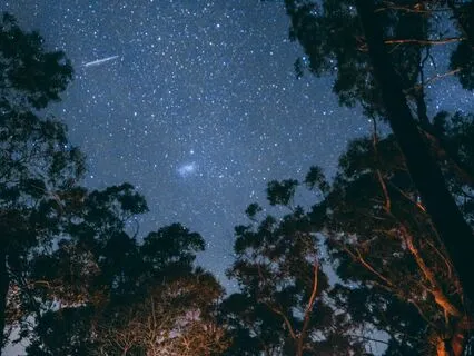 Deep Sleep Meditation - Enchanted Forrest