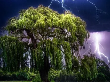 Deep Sleep Meditation | Thunderstorm | Nature Sounds | ASMR