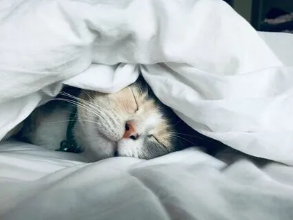 Deep Sleep Meditation With Relaxing Music: Dreaming In Paris