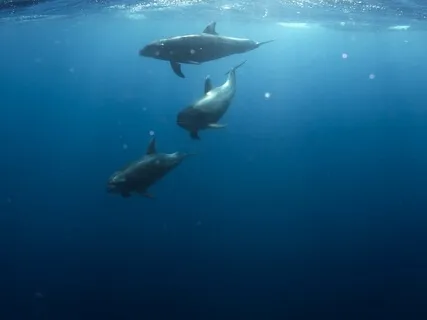 Deep Sleep Meditation