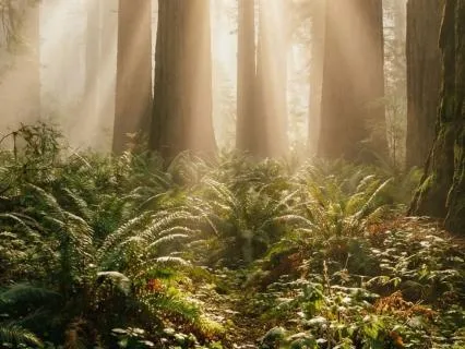 Deep Sleep - Miracle Healing Frequency | 8 Hours Overnight